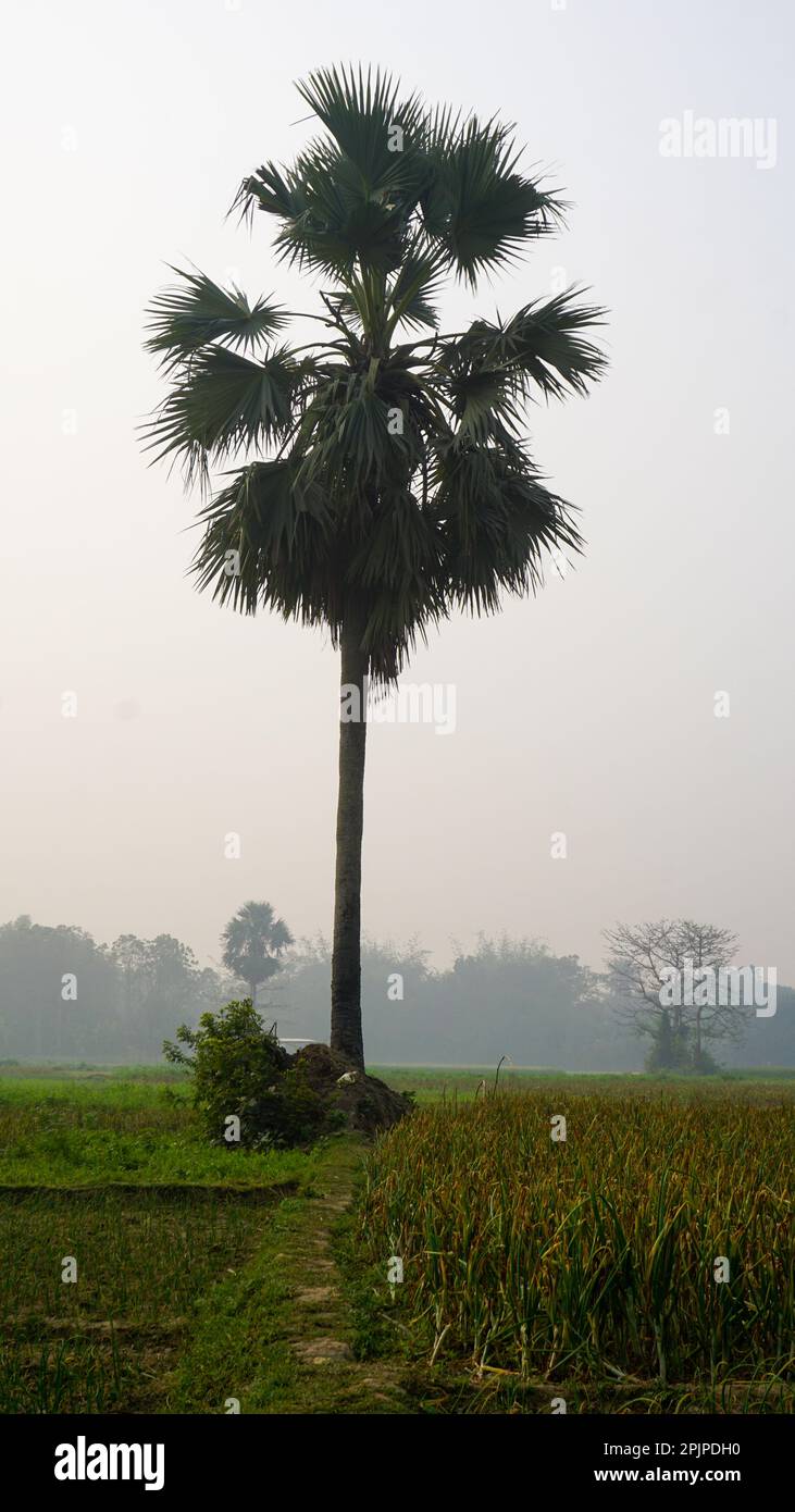 Bangladesh is a vast crop field. A palm tree stands in the distance