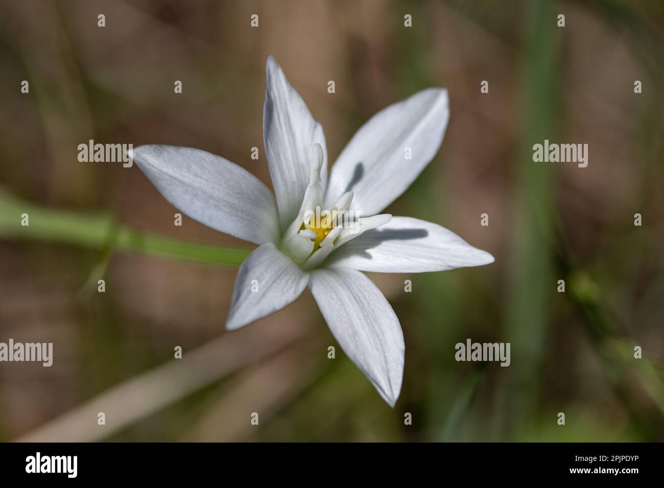 Spring white flower, Star of Bethlehem flower Stock Photo