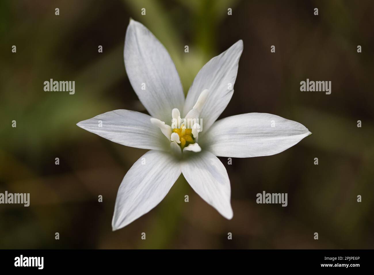 Spring white flower, Star of Bethlehem flower Stock Photo