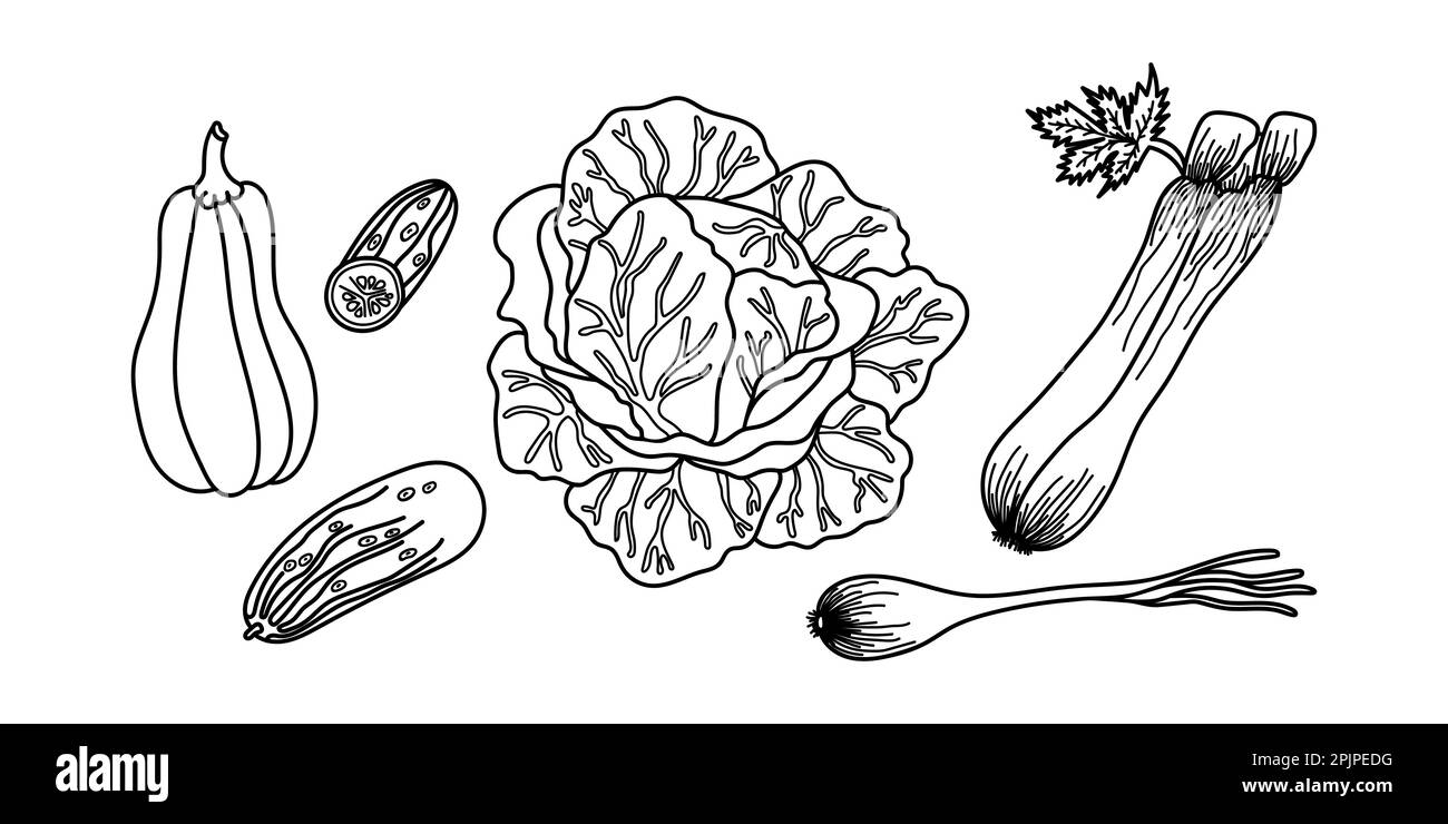 Hand drawn vegetables in black outline. Ideal for coloring pages in children's books. Rustic and simple style of the vegetables. Set of vector icons. Stock Vector