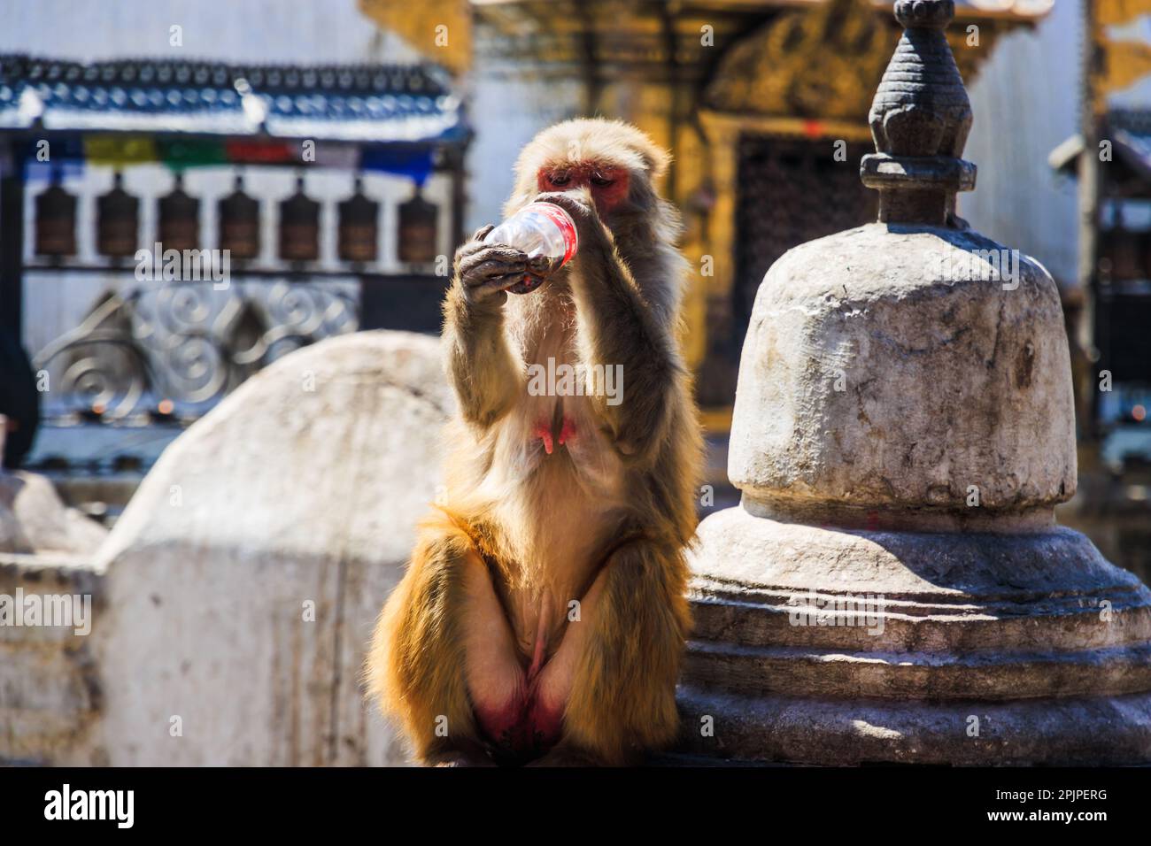 Syte Monkey UNESCO World Heritage Site Swayambhunath Monkey Temple of Buddhists and ...