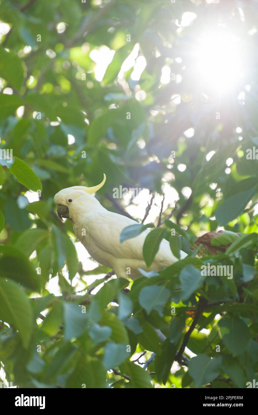 A sulphurcrested cockatoo (Cacatua galerita) eating green pecan nuts