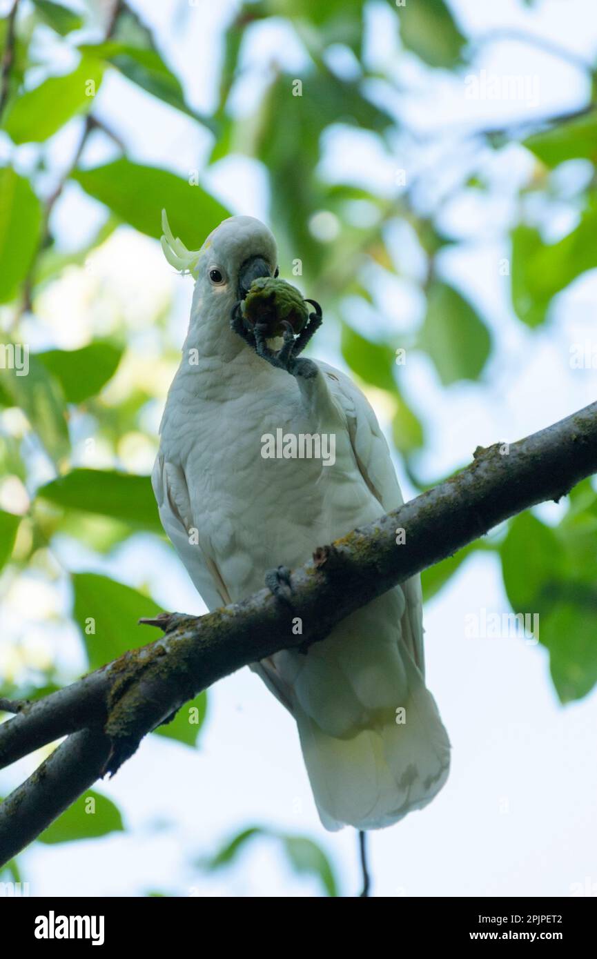 A sulphurcrested cockatoo (Cacatua galerita) eating green pecan nuts