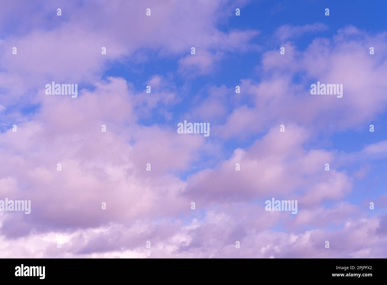 Bright multicolored pink delicate sky after sunset. The natural background of the sky. Romantic sky background, beautiful fluffy pink clouds, amazing Stock Photo