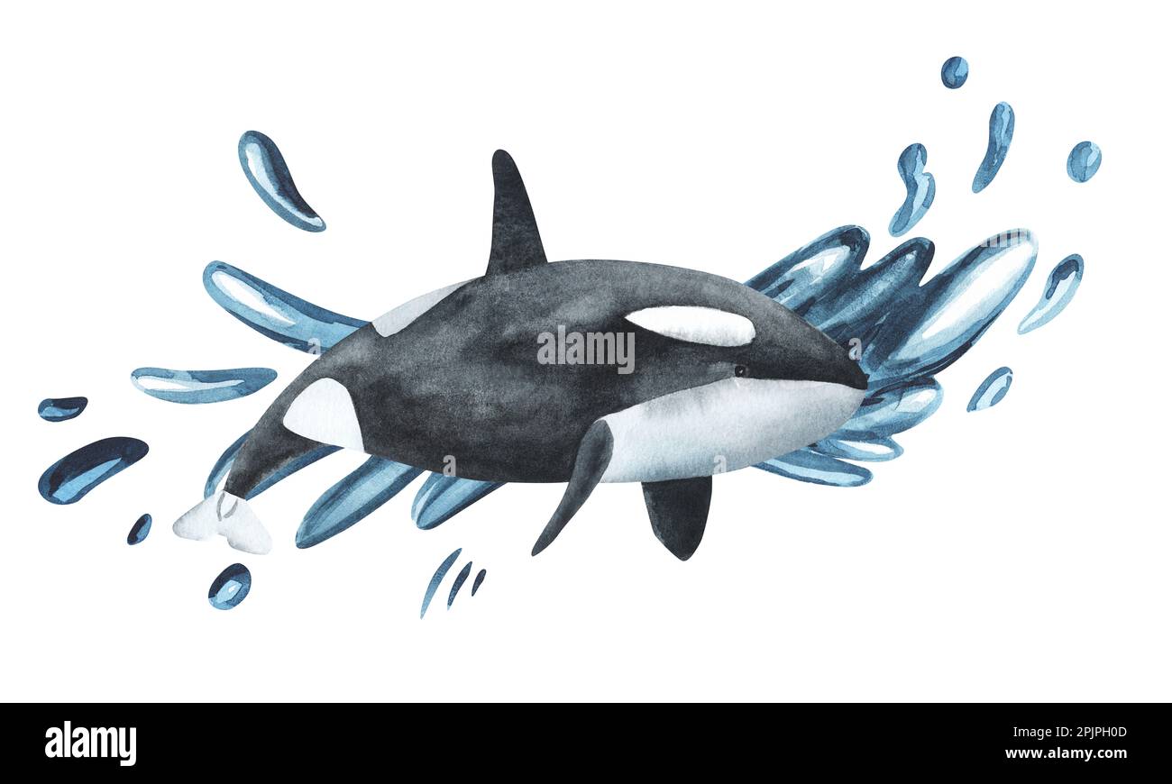 Beautiful killer whale in the ocean isolated background. Watercolor ...