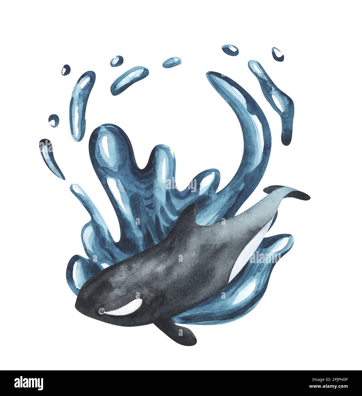 Beautiful killer whale in the ocean isolated background. Watercolor ...