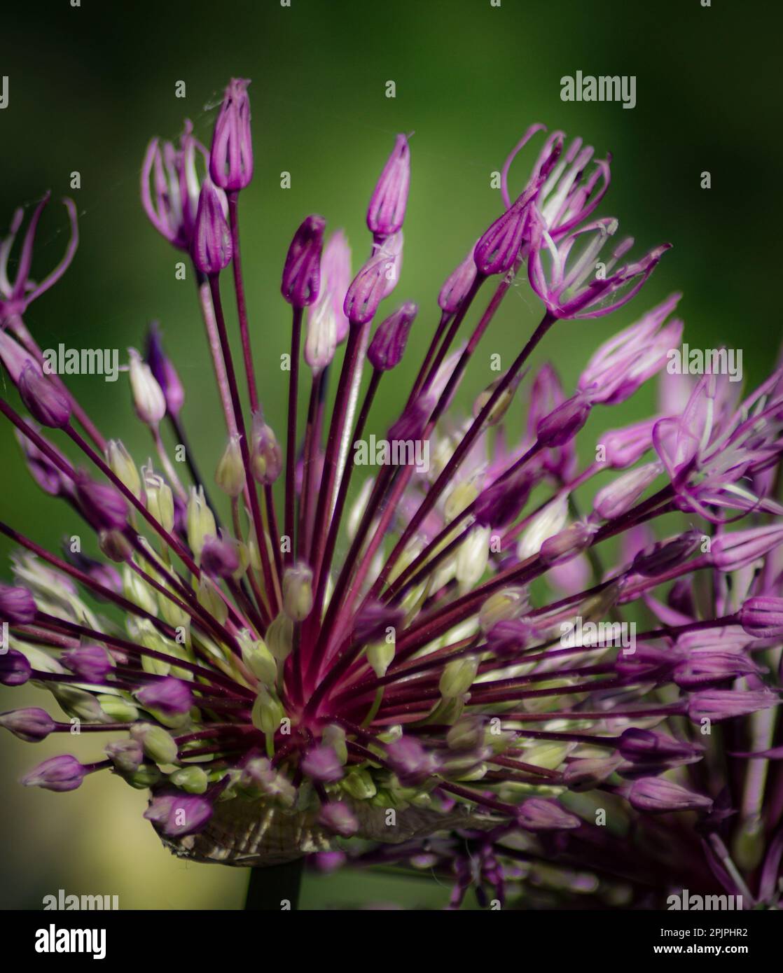 Close-up of purple flowering plant against green background Stock Photo