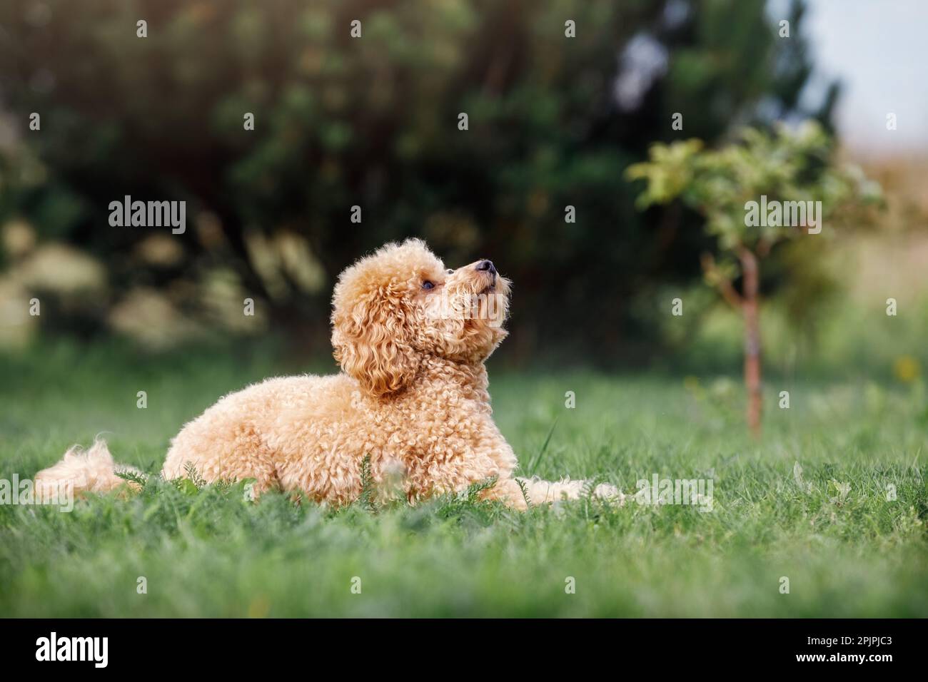 Poodle on the grass. Dog in nature. Dog of the Poodle breed Stock Photo ...
