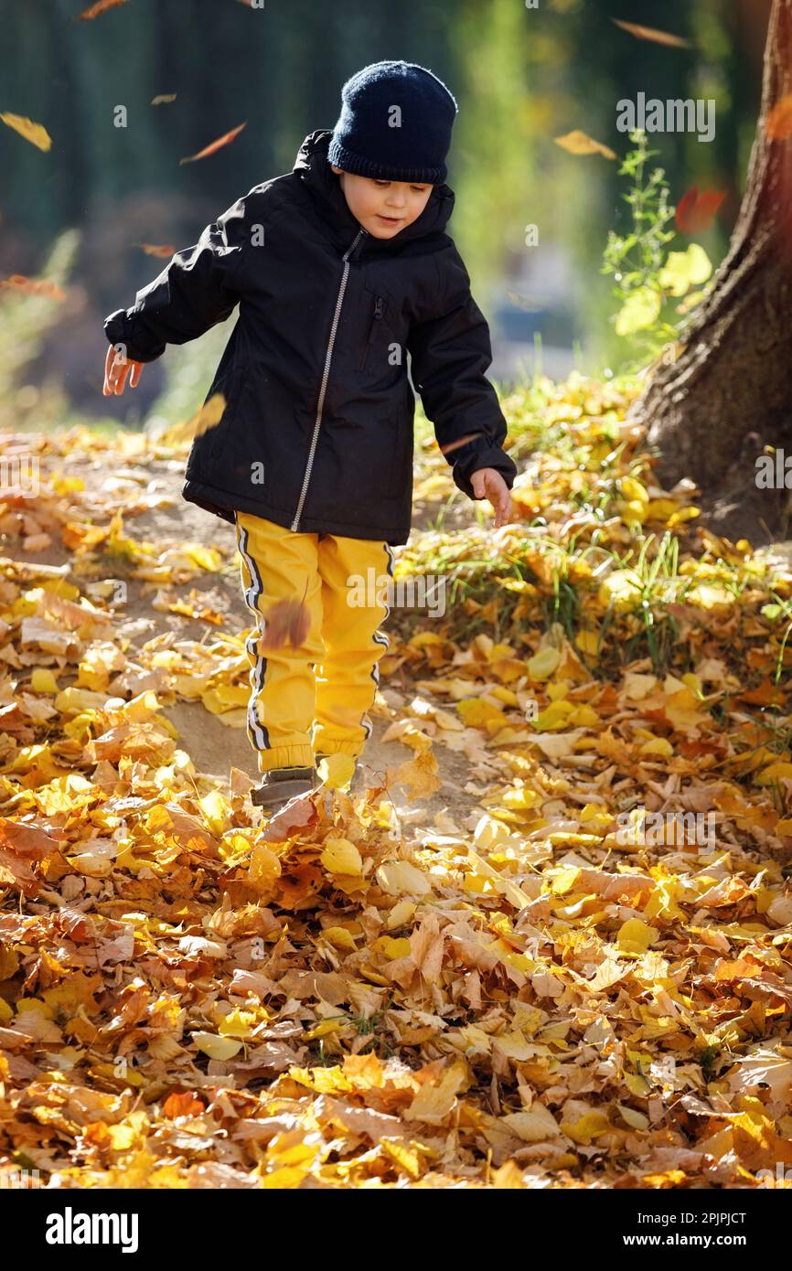 A cute boy in a sunny autumn park covered with a thick layer of yellow maple leaves going down from hill. Stock Photo
