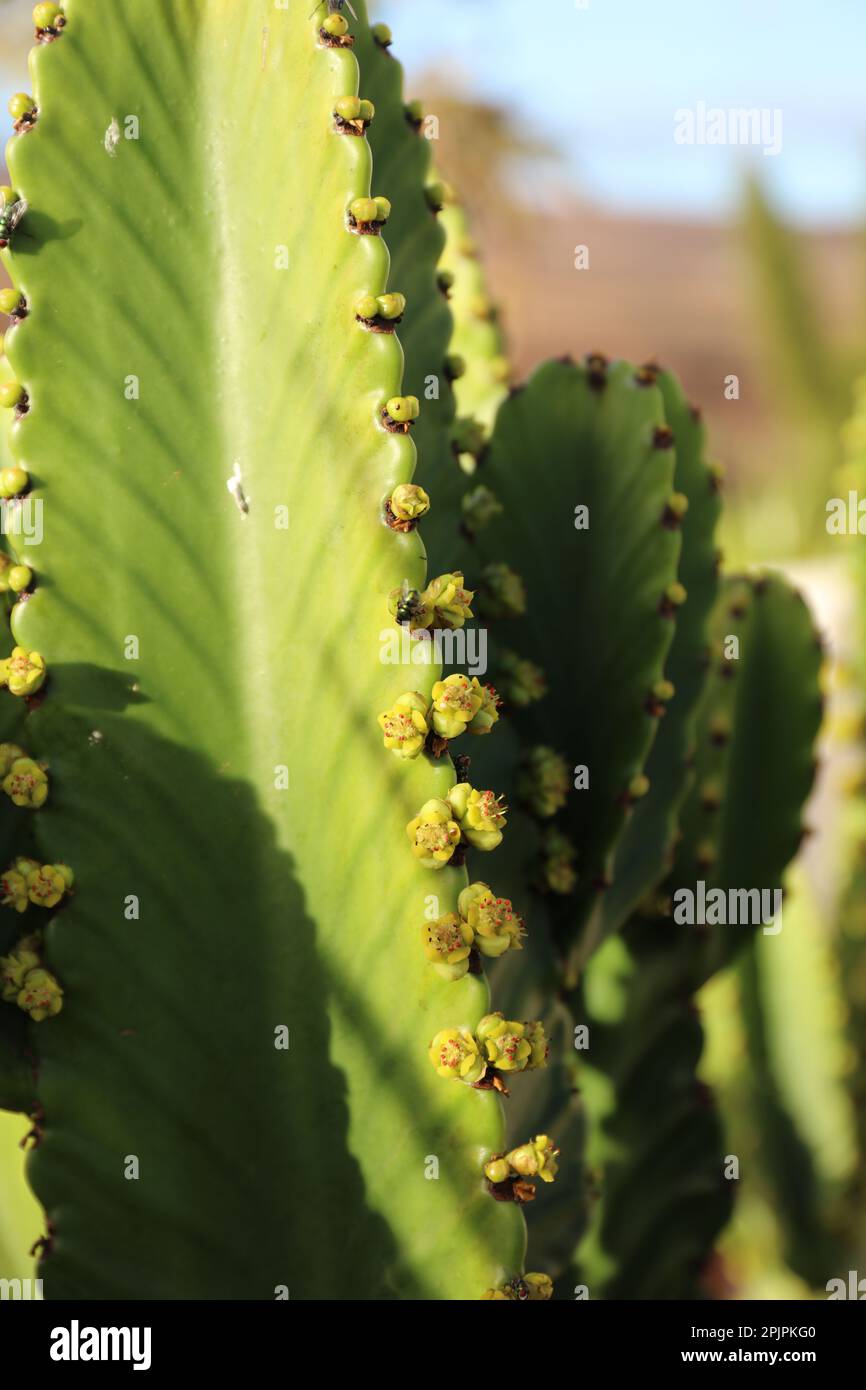 Close-up detail of the Euphorbia Abyssinica cactus with the mountain desert behind Stock Photo