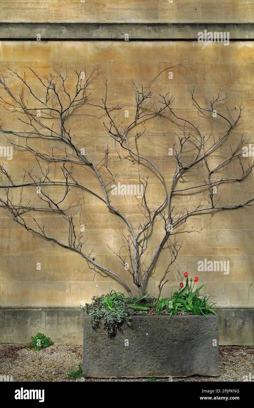 Sydney Gardens, Bath, Somerset. March 2023. Spring. cym Stock Photo