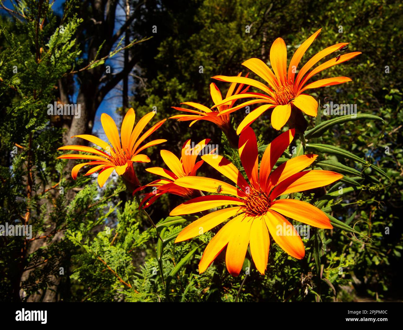 Mutisia is a plant with orange flowers from the family Asteraceae, very common on the Argentinean Patagonia, Chubut Province, Argentina Stock Photo