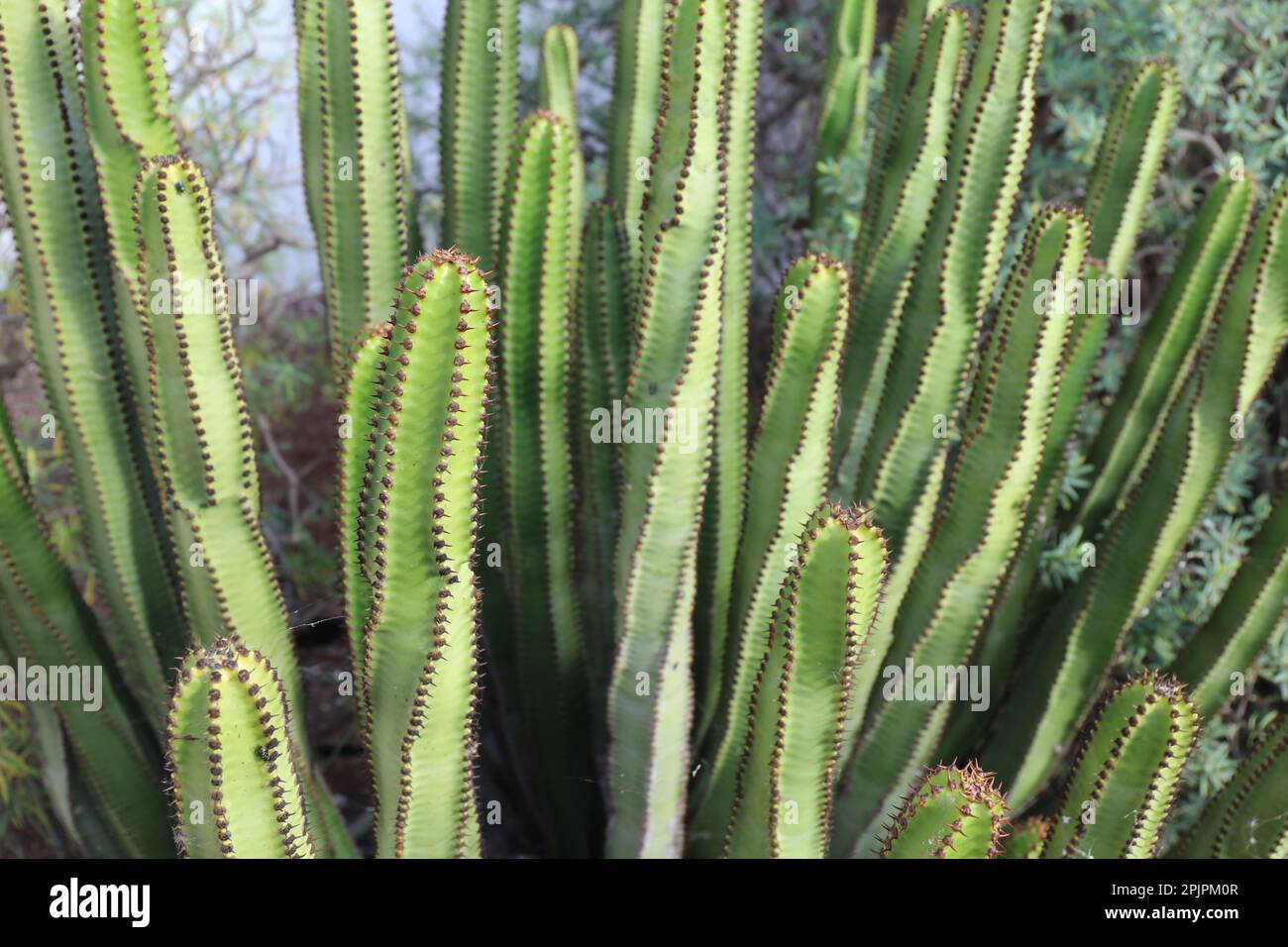 Close-up detail of the Euphorbia Canariensis cactus Stock Photo