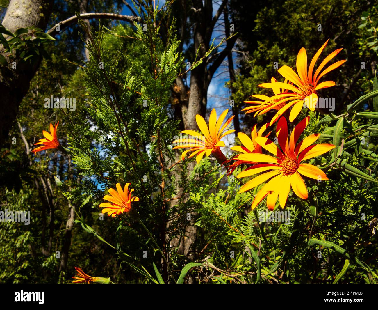 Mutisia is a plant with orange flowers from the family Asteraceae, very common on the Argentinean Patagonia, Chubut Province, Argentina Stock Photo