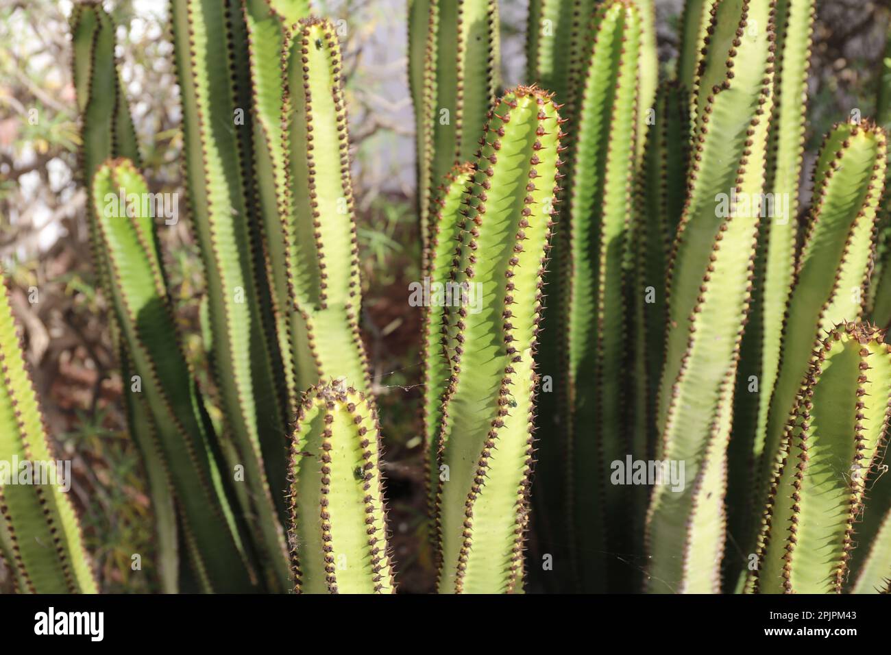 Close-up detail of the Euphorbia Canariensis cactus Stock Photo