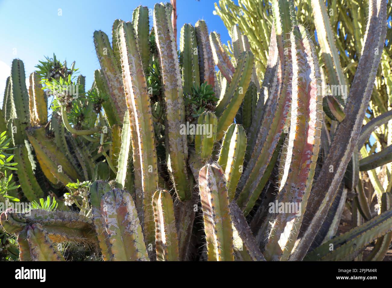 Close-up detail of the Euphorbia Resinifera cactus Stock Photo