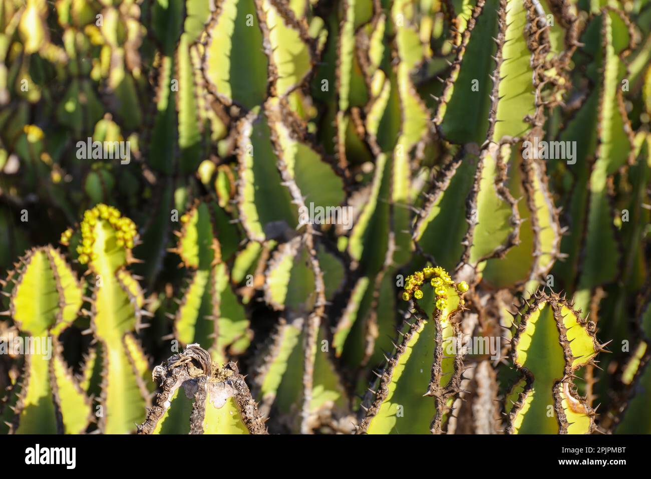 Close-up of the plant Euphorbia Cooperi cactus Stock Photo