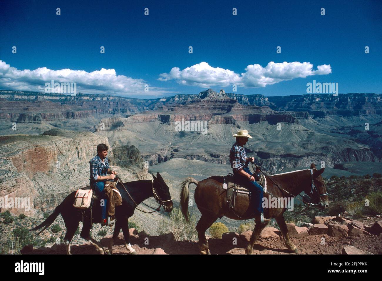 Grand Canyon of the Colorado, Arizona, USA. Riding mules to the bottom of the canyon Stock Photo