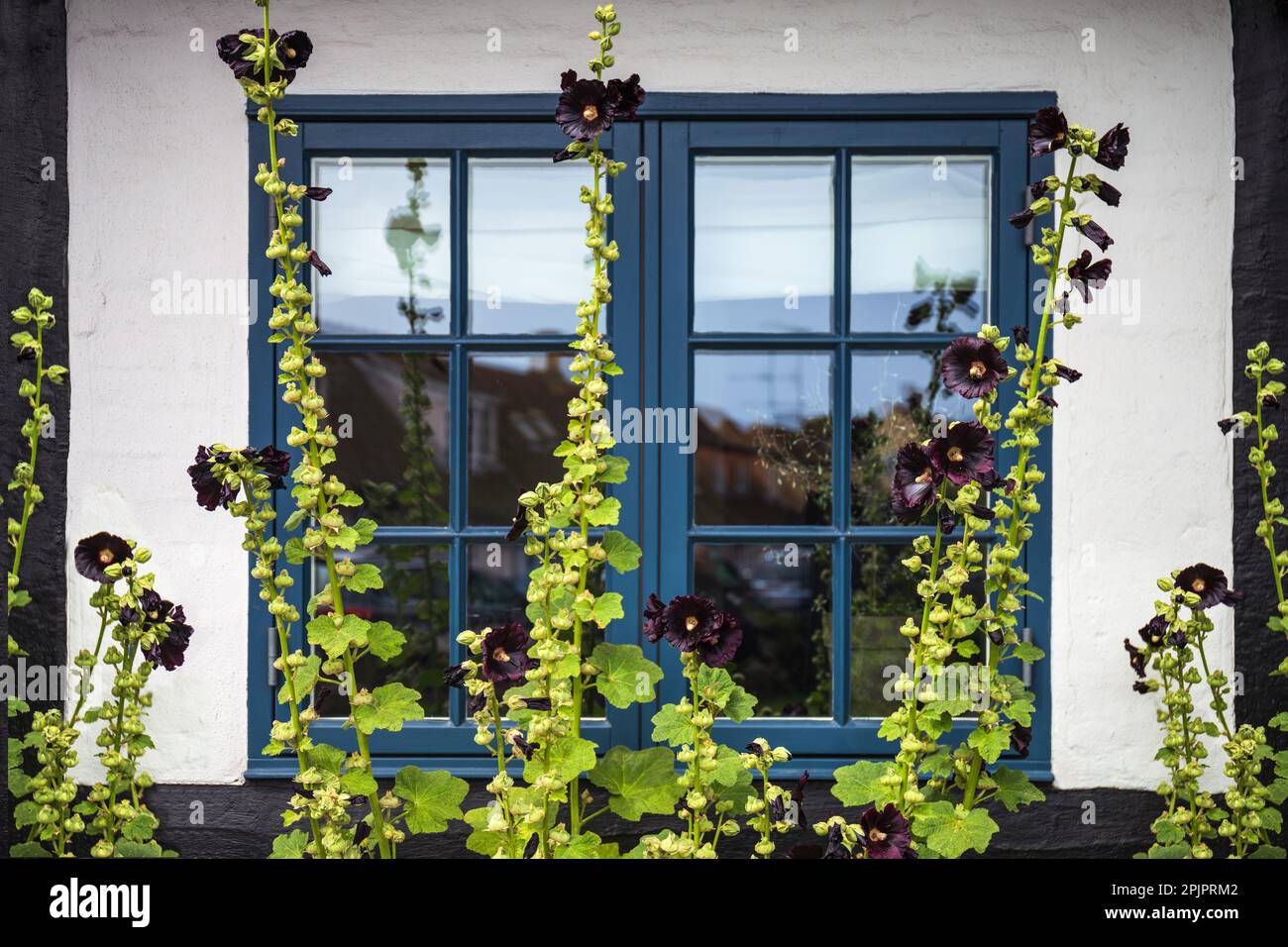 Traditional colorful hollyhock flowers on streets of Bornholm , black flowers. Denmark. Selective focus Stock Photo