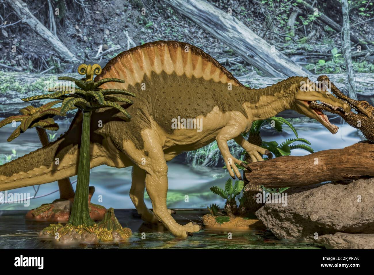 Spinosaurus (Carnegie-Safari 2008) is ambushed by the prehistoric crocodile Sarcosuchus (CollectA 2009). Stock Photo