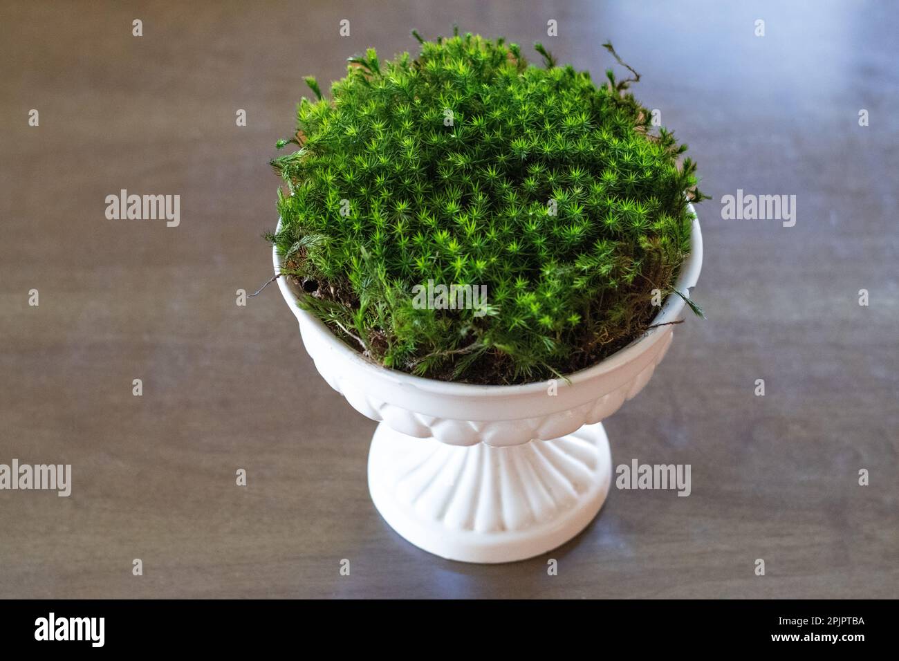 Natural decorative centerpiece with a vase and fresh moss just picked