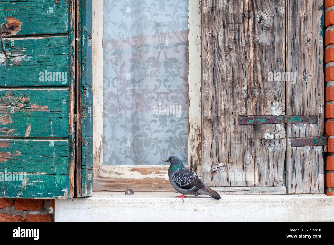 Pigeon bird sitting on window sill. Street view of Venice. Exterior