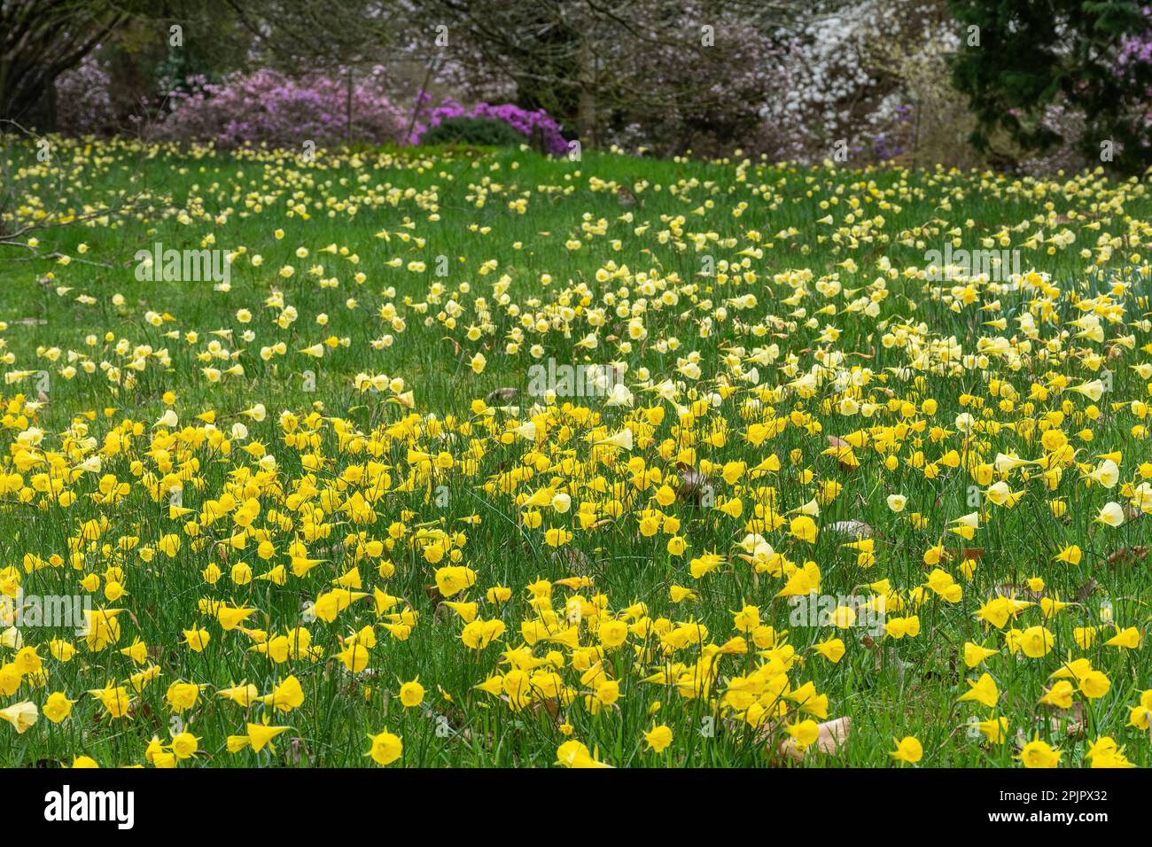Dwarf daffodils hires stock photography and images Alamy
