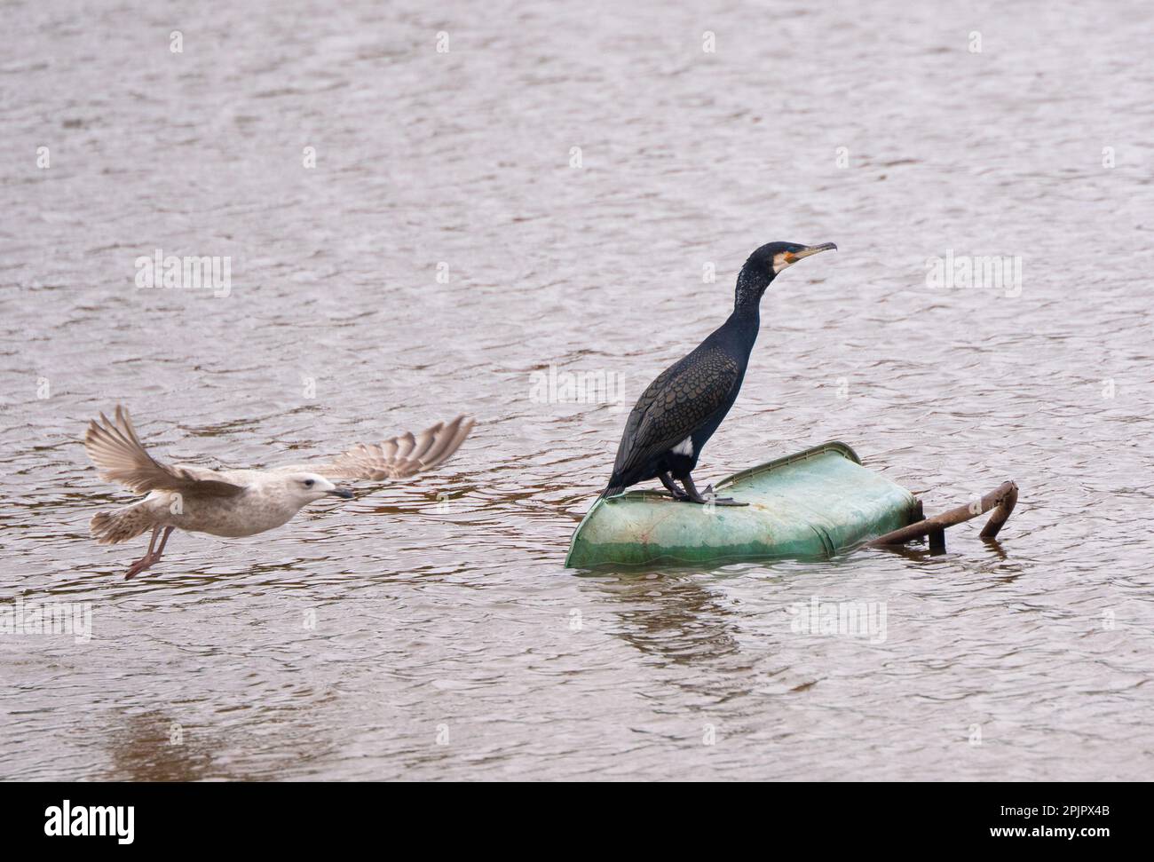 Cormorant (Phalacrocorax carbo) perched on wheel barrow in river Irwell with young herring gull (Larus argentatus). Just off Pomona Island. Trafford.M Stock Photo