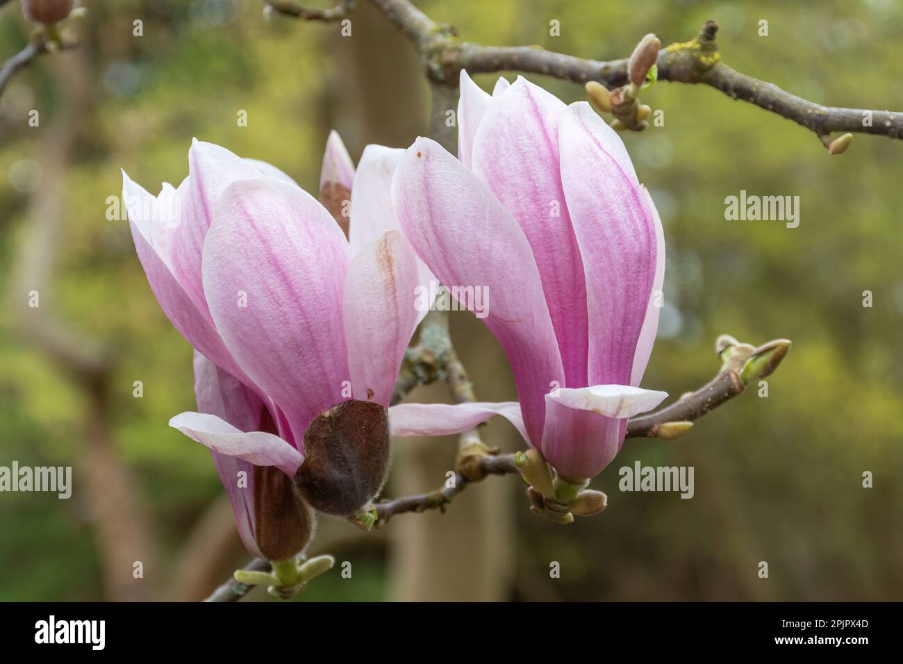 Pink flowers or blooms on Magnolia liliiflora var. gracilis shrub or tree during April, Surrey, England, UK Stock Photo