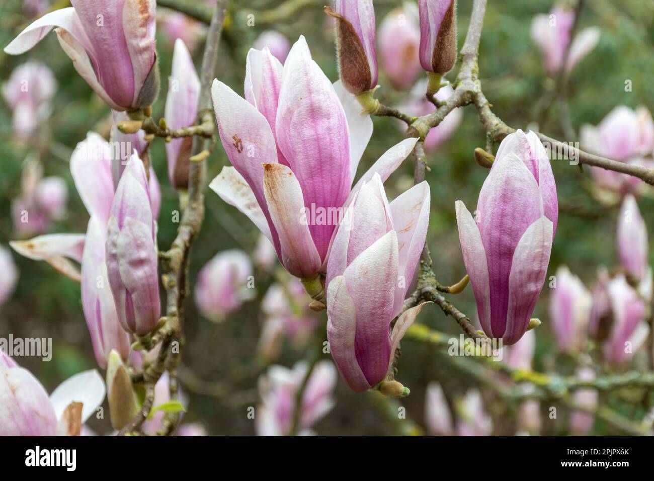 Pink flowers or blooms on Magnolia liliiflora var. gracilis shrub or tree during April, Surrey, England, UK Stock Photo