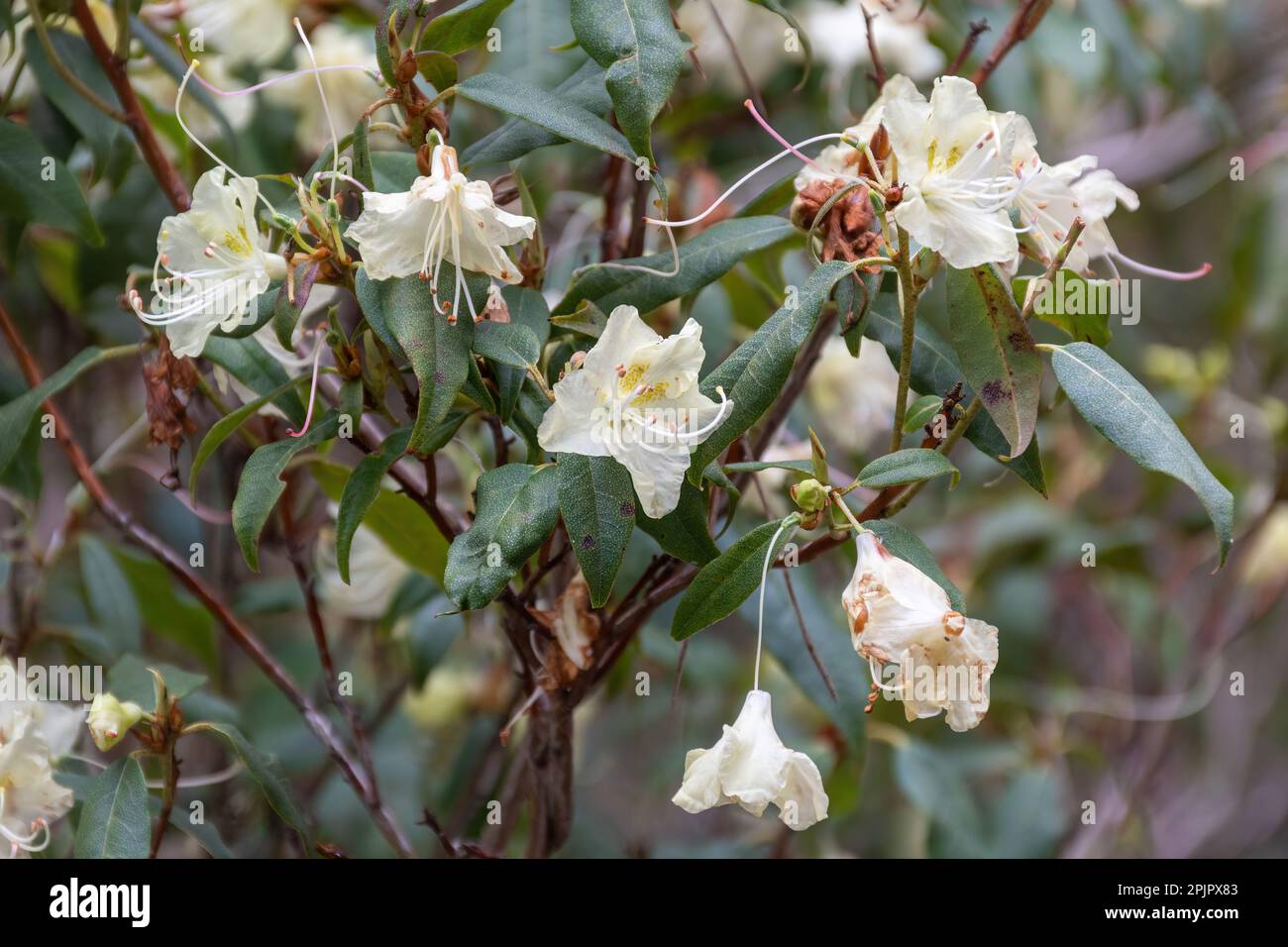 Flowers of Rhododendron lutescens (Triflora subsection) shrub flowering in spring or April, UK Stock Photo
