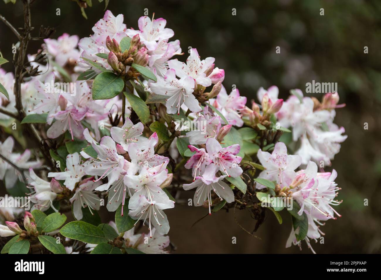 Pink flowers of Rhododendron racemosum, an evergreen shrub, in April or