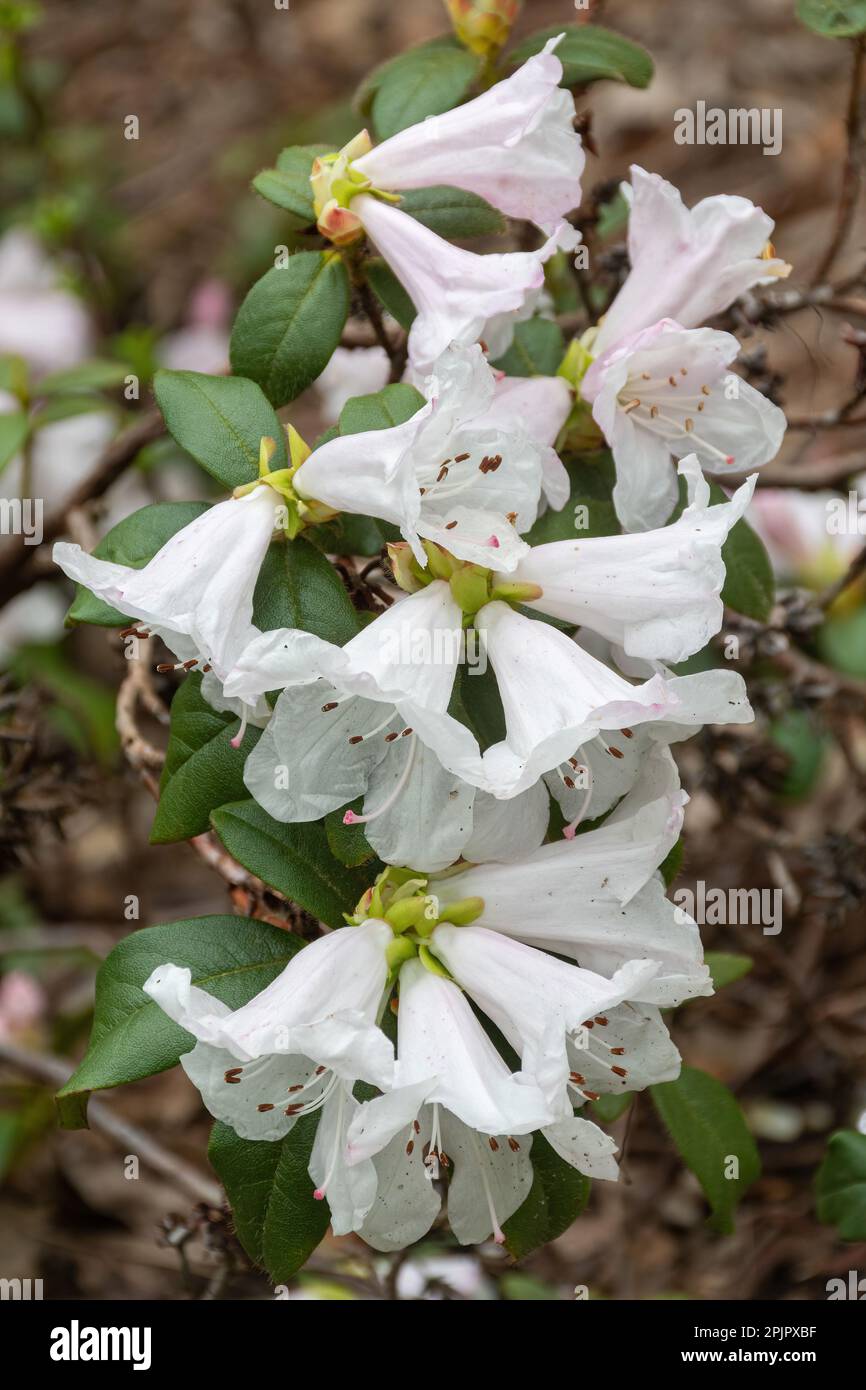 White flowers tinged with pink of Rhododendron ciliatum (Subsection maddenia), an evergreen shrub, flowering in April or spring, UK Stock Photo