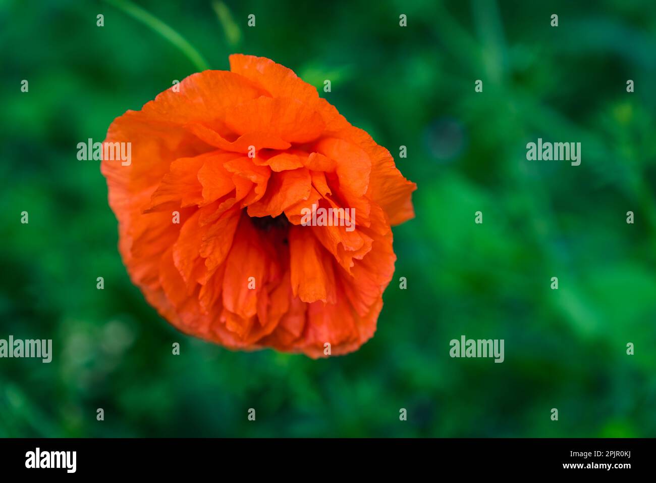 Papaver, frosttolerant annuals, biennials, and perennials native to