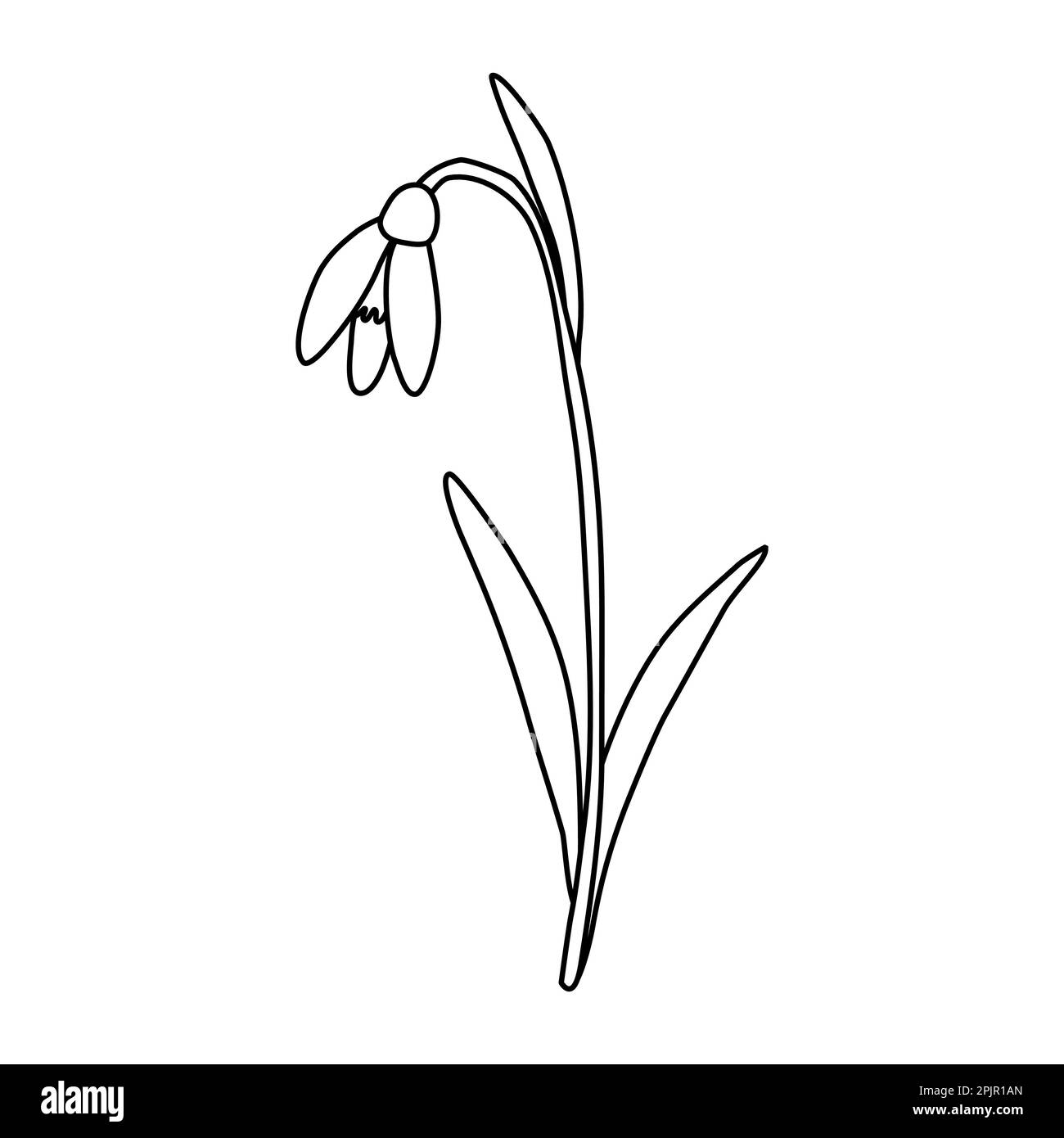 Leaning snowdrop spring flower doodle style flat vector outline