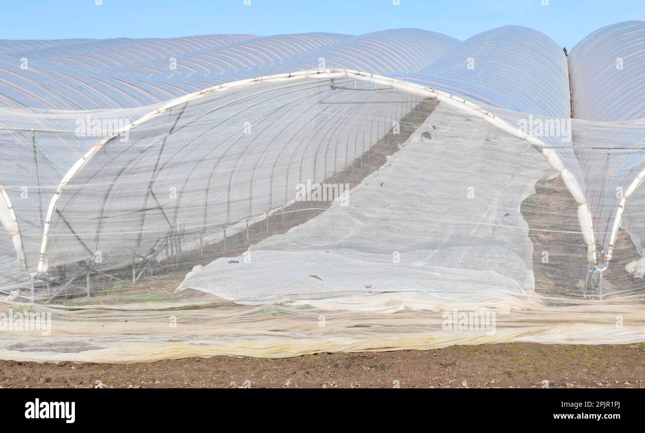 Polytunnels in Angus, Scotland, with horticultural fleece frost protection and netting for strawberry plants, pictured on a bright day in early April. Stock Photo