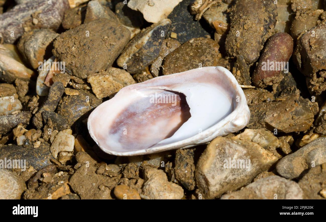 Slipper shell hires stock photography and images Alamy