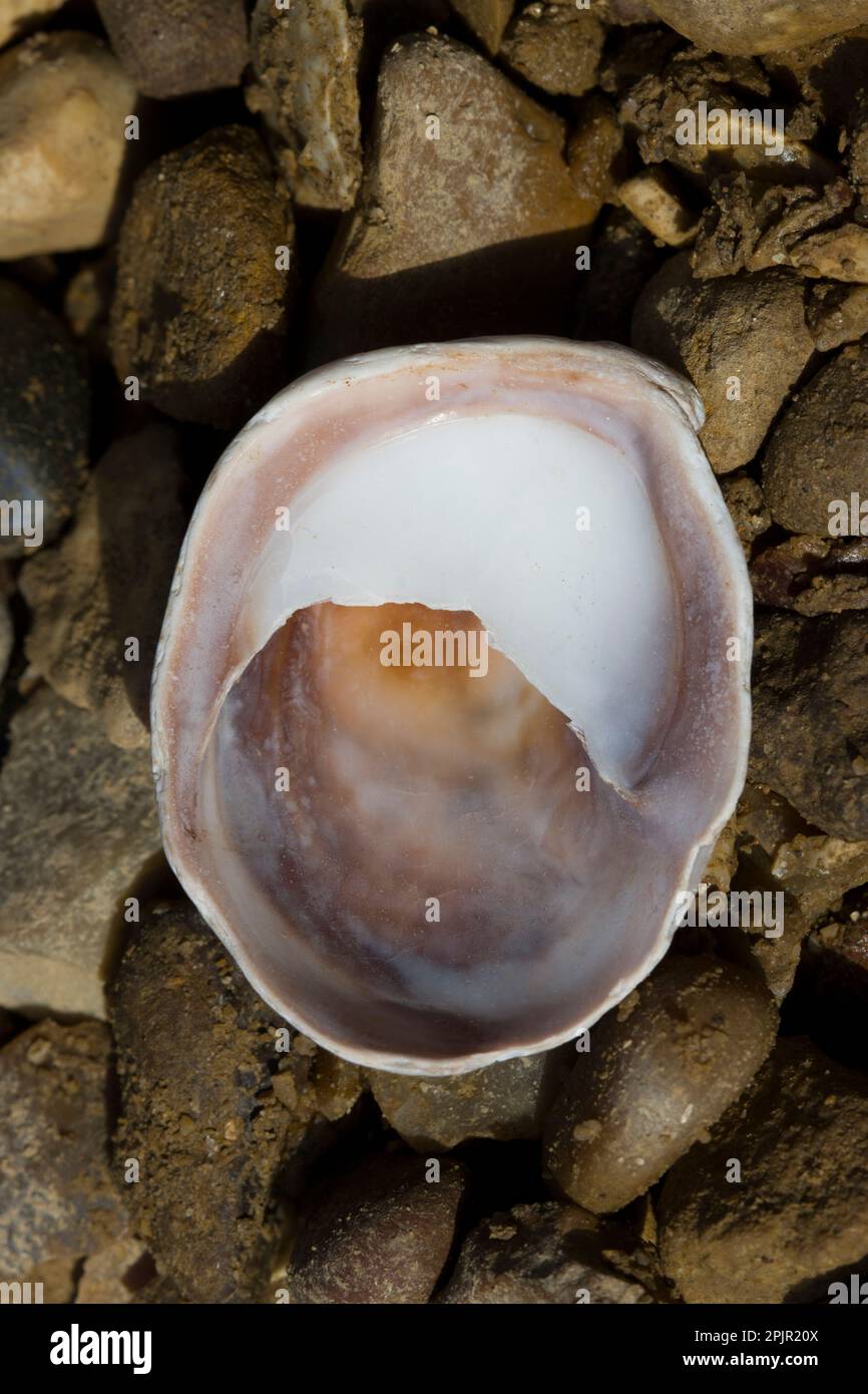 Lympit Shell Underside of Slipper Limpet Shell Stock Photo - Alamy