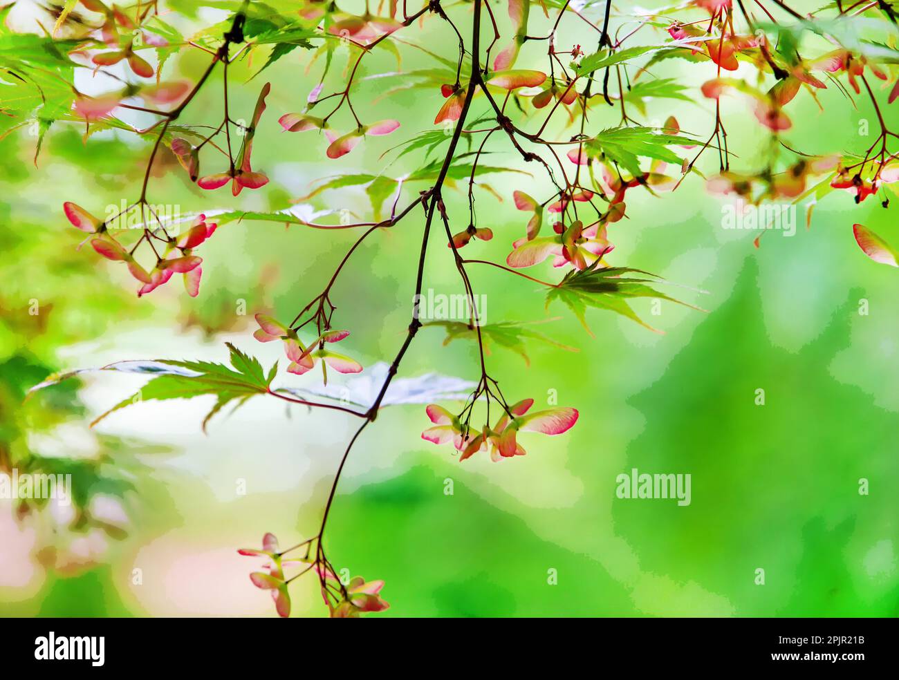 Japanese maple seeds in form of helicopters in Potsdam Japanese garden