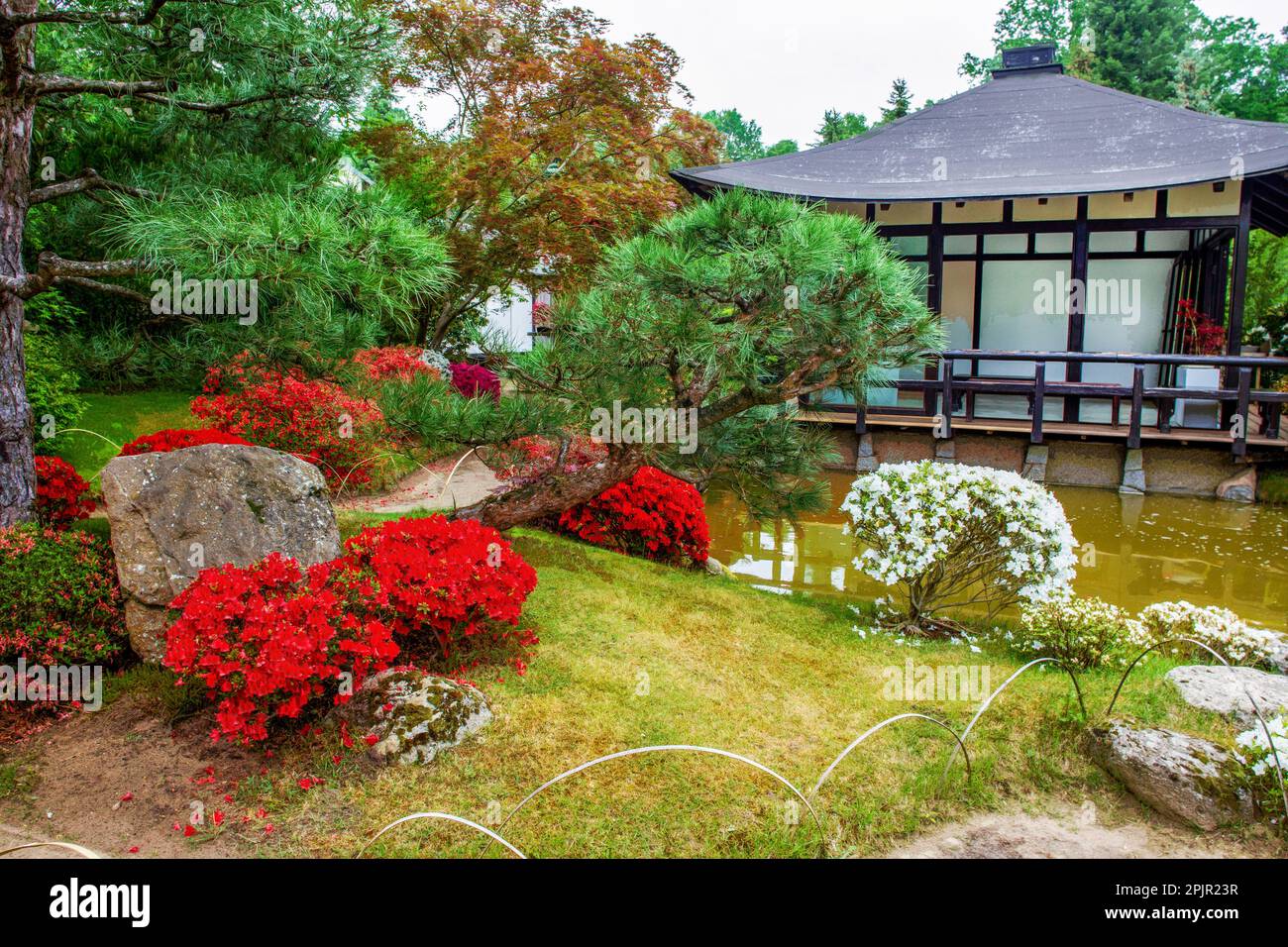 Amazing ball of flowering rhododendron bonsai trees  in   Japanese garden  in Potsdam   (Bonsai Japanese garden)   and house in pagoda shape  in Brand Stock Photo
