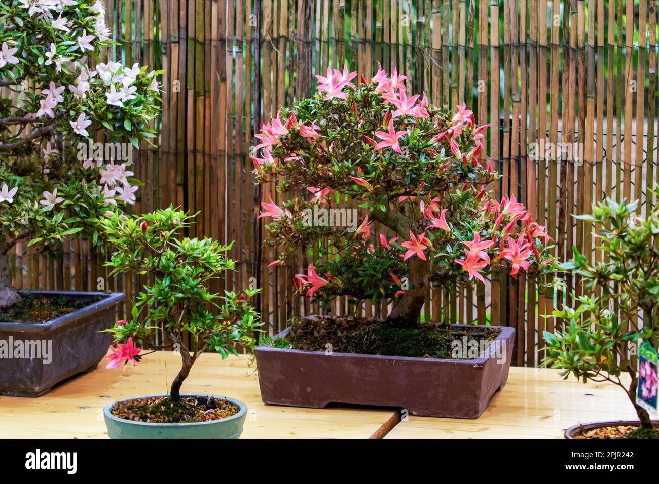 Amazing balls of flowering rhododendron bonsai trees  in   Japanese garden  in Potsdam   (Bonsai Japanese garden)  in Brandenburg Stock Photo