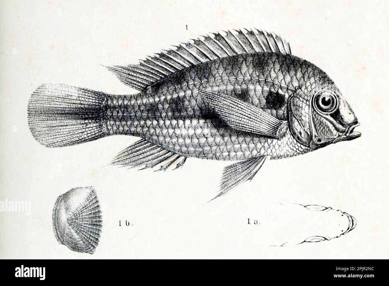 Crenicara is a small genus of cichlid fishes Stock Photo