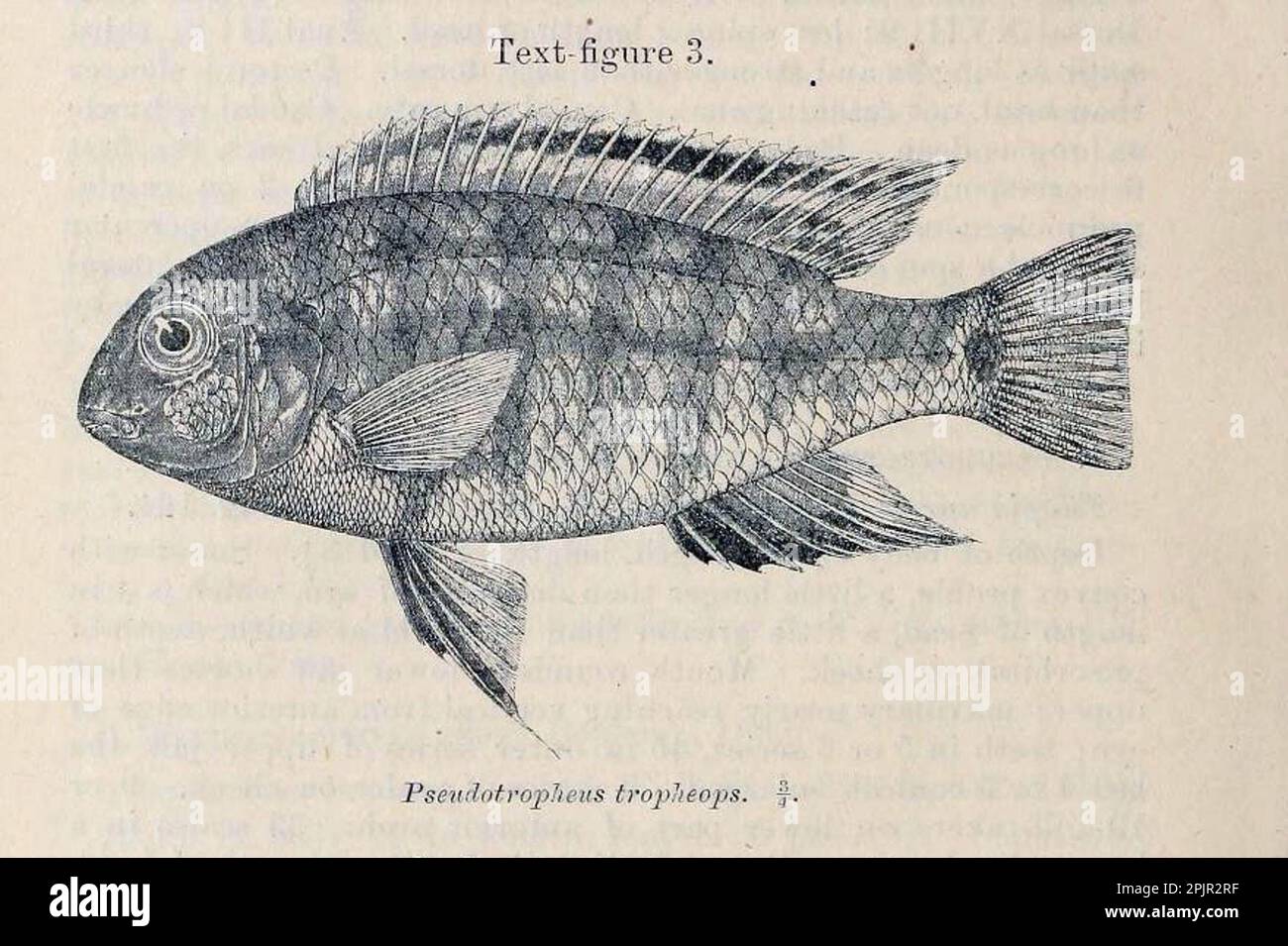 Tropheops tropheops is a species of cichlid endemic Stock Photo
