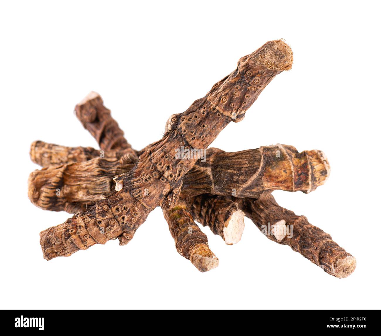 Calamus root isolated on white background. Sweet flag, sway or muskrat root, vasambu. Dry root of Acorus calamus Stock Photo