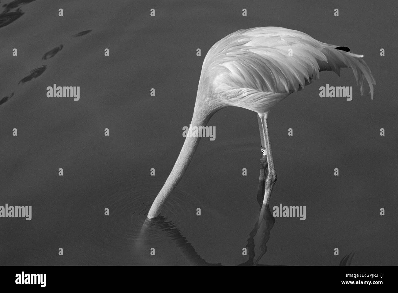 Flamingo with head in water at the Sea World Adventure Park San Diego California USA Stock Photo