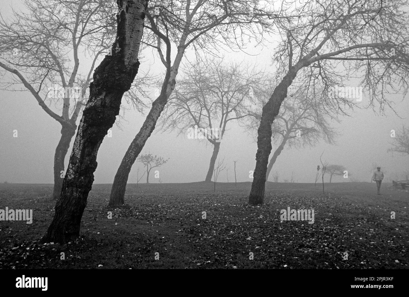 Along Lake Washington, weather, seasons, Sunrise in fog with man