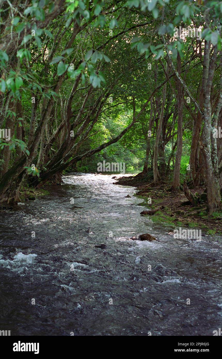 Little Mulgrave River, Queensland, Australia Stock Photo