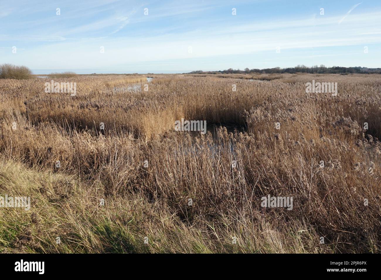 Wetland habitat at Titchwell Marsh, Norfolk Coast, England Stock Photo