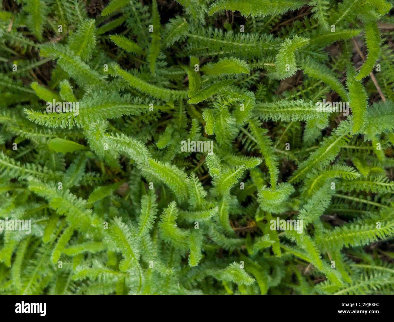 Young green leaves of yarrow on the background of old dry grass in the spring. The Latin name is Achillea millefolium L. Stock Photo
