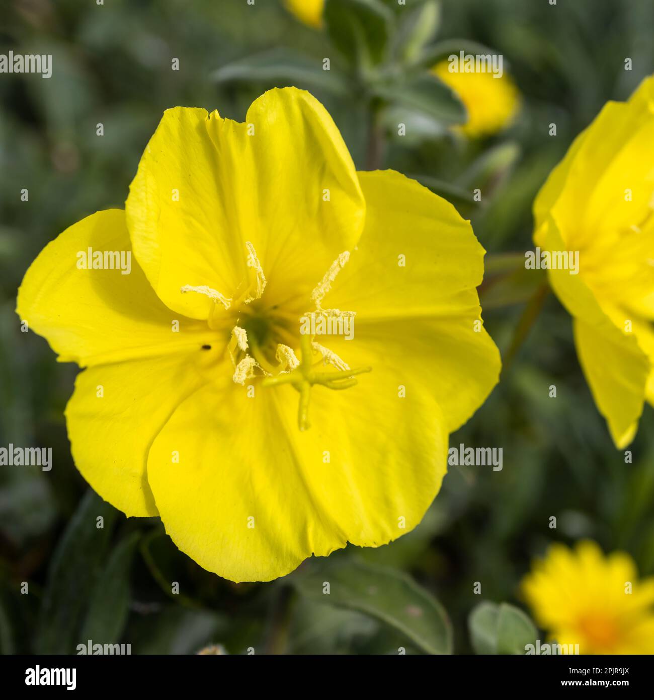 Oenothera drummondii is species of shrub in the family Onagraceae. They have a self-supporting growth form. They are native to The Contiguous United S Stock Photo